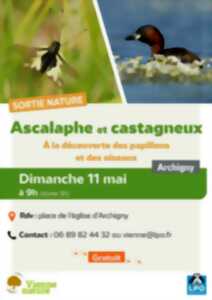 photo Sortie Ascalaphe soufré et Grèbe castagneux sur les bords de l’Ozon