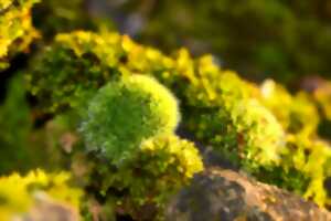 photo Fête de la nature : L'univers des mousses