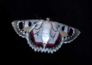 photo Papillons de lumière