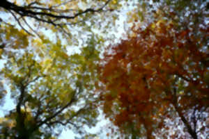 photo Taille des arbres du verger