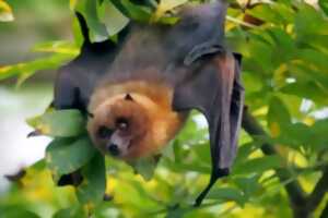 photo Nuit de la chauve-souris