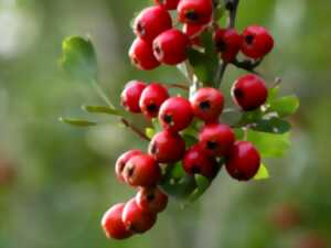 photo Plantes sauvages comestibles