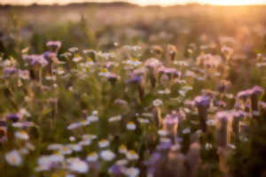 photo Hampigny en histoires : Balade contée au cœur des prairies humides
