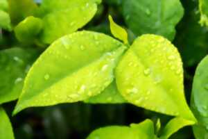 photo Balade découverte des plantes sauvages
