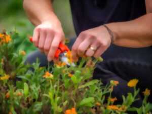 photo ANIMATION : LES FLEURS DE NOS CAMPAGNES