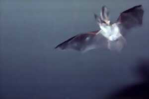 photo A la découverte des Chauve-Souris - Atlas de la biodiversité