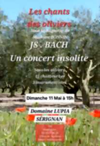photo LES CHANTS DES OLIVIERS