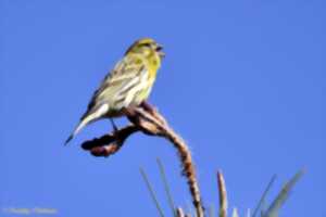 photo Reconnaissance des chants d'oiseaux
