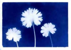 photo Atelier - Cyanotype