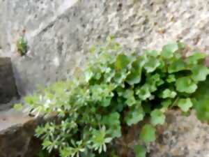 photo Reconnaissance des plantes sauvages et comestibles