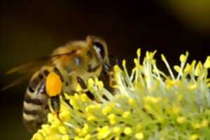 photo Conférence - Débat : ''Mieux connaître l'abeille, la ruche et l'apiculture''
