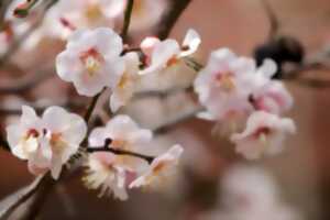 photo Troc des jardins