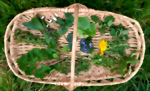 photo Sortie nature : Balade plantes sauvages comestibles et médicinales