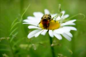 photo Guinguette sauvage