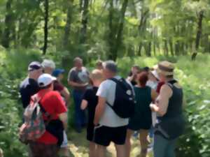 photo Festival du Patrimoine Naturel - Balade nature au temps des Gallo-Romains