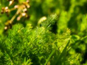 photo Sentiers Plaisir : Découverte des plantes sans fleurs