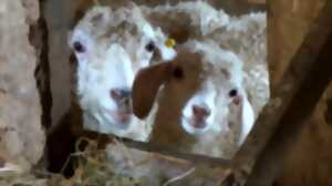 photo De ferme en ferme : La ferme aux Mohair