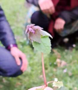 photo Balade plantes sauvages comestibles