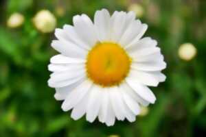 photo Marche gourmande: La Marguerite de Loubéjac