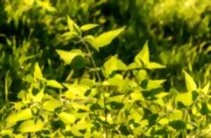 photo Sortie nature