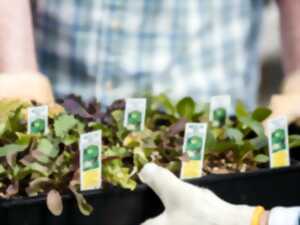 photo Foire aux plantes rares