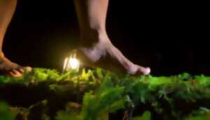 photo Balade nocturne sensorielle