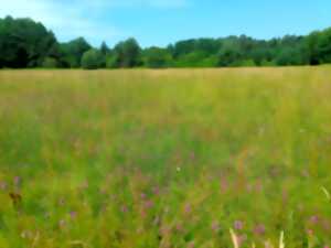 photo Les zones humides et prairies du Falkensteinbach