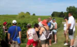 photo Balade commentée dans le vignoble du Château Tour Castillon