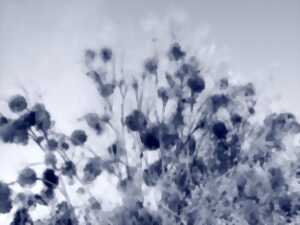 photo RDV nature 64,le cyanotype, regard sur le végétal