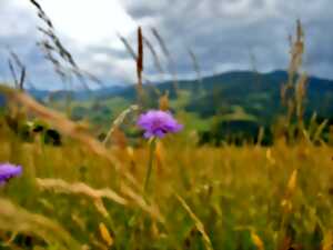 photo Conférence - La découverte des plantes du Pays Welche