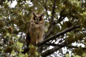 photo Sortie nature crépusculaire - Le bal des ailes nocturnes