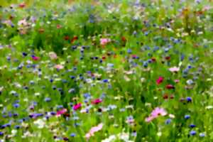 photo FÊTE DE LA NATURE