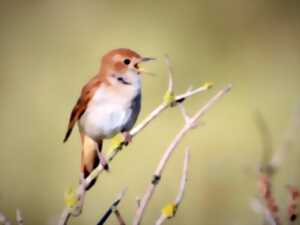 photo Le langage des oiseaux