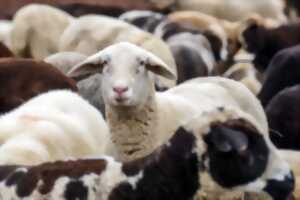 photo Transhumance à Saint Martin d'Oney