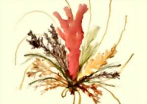photo 1 heure, 1 oeuvre / des plantes séchées aux plantes illustrées