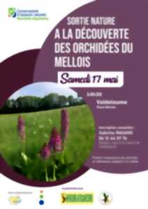 photo Sortie nature : A la découverte des orchidées du Mellois