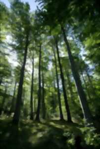 photo Les secrets des arbres