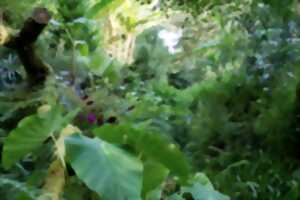 photo Immersion végétale entre océan et montagne - Les rendez-vous aux jardins