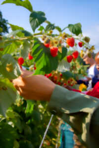 photo Atelier à la ferme, cueillette et coulis de framboises bio à La Ferme de Fardissou