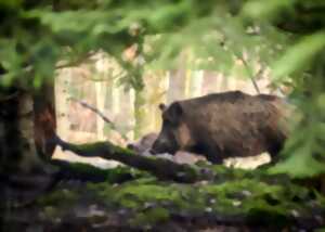 photo SORTIE NATURE : À LA DÉCOUVERTE DES TRACES D'ANIMAUX DANS LES ALBÈRES
