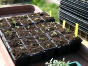 photo Vente de plantes
