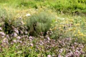 photo Plantes de bonnes femmes et de sorcières
