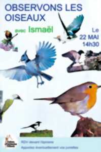 photo OBSERVONS LES OISEAUX
