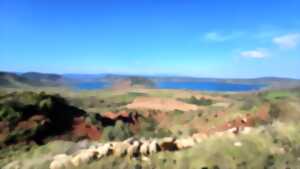 photo DES BREBIS ET DES PAYSAGES