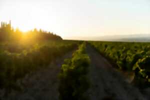 photo GOLDEN HOUR AU DOMAINE DE SOUSTRES