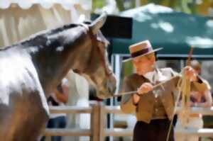 photo Les Cavalcades