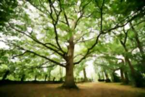 photo Atelier boussole : arpenter des forêts d'informations sur les arbres