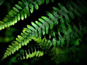 photo Conférence : la biodiversité dans le Kochersberg
