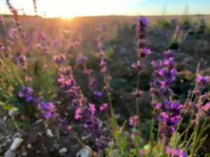 photo Secrets de Fabrique : Les Aromatiques du Berry