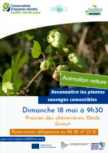 photo Animation Nature